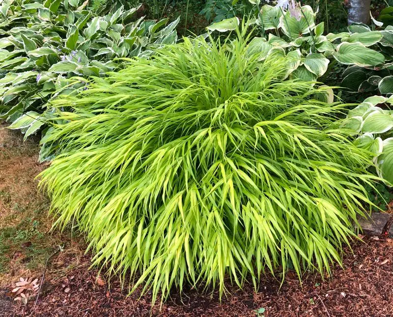 Japanese Forest Grass