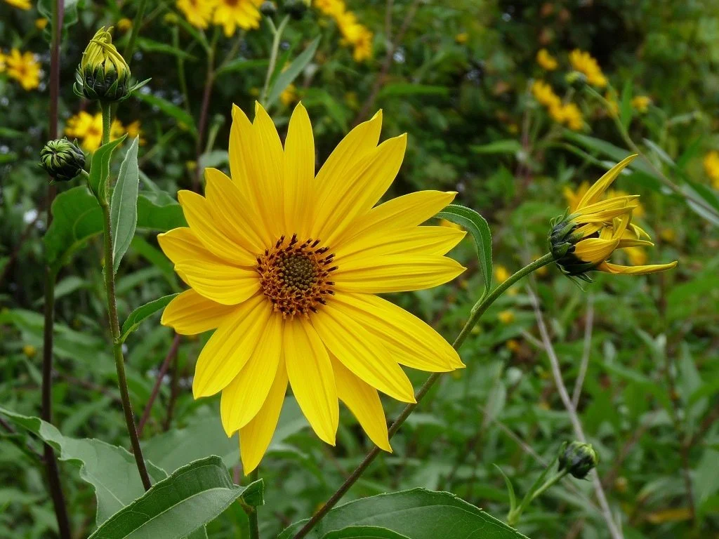 Jerusalem Artichoke (Helianthus tuberosus) sunflowers