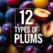 12 Types of Plums