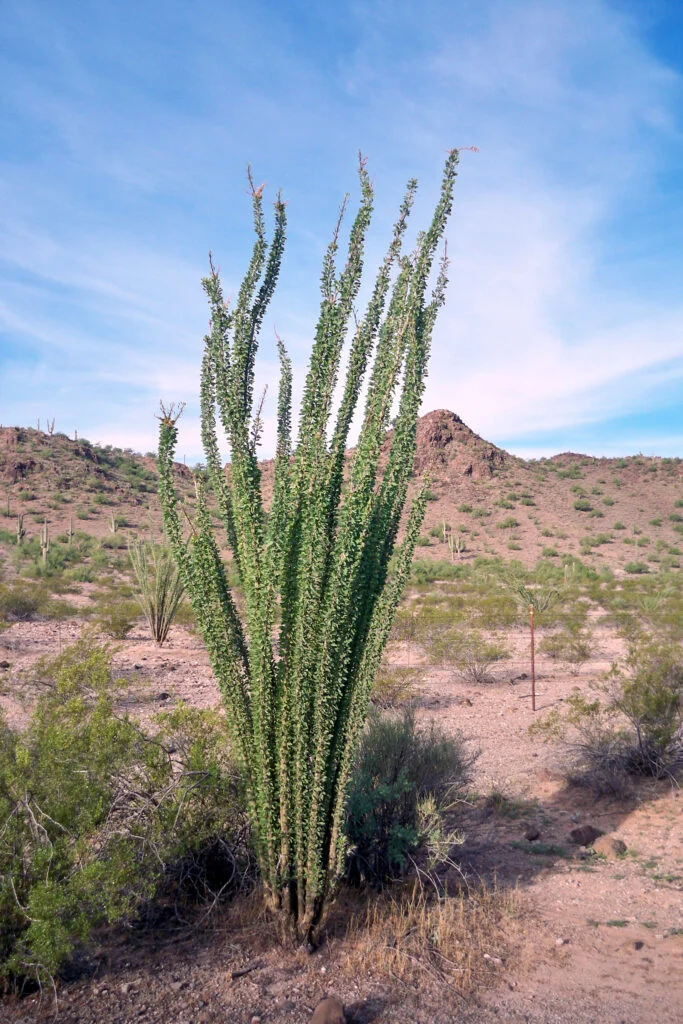 Ocotillo