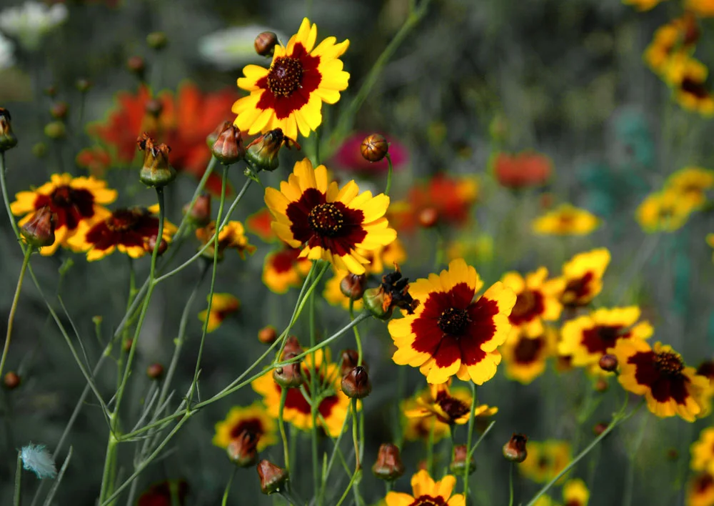 Golden tickseed