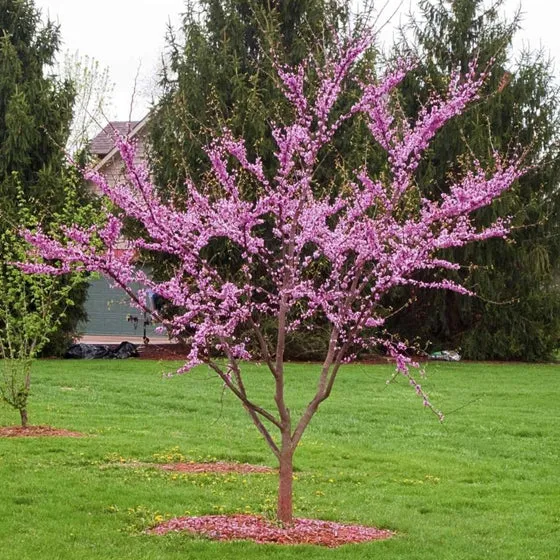 Texas Redbud

Botanical name: Cercis canadensis var.texenis