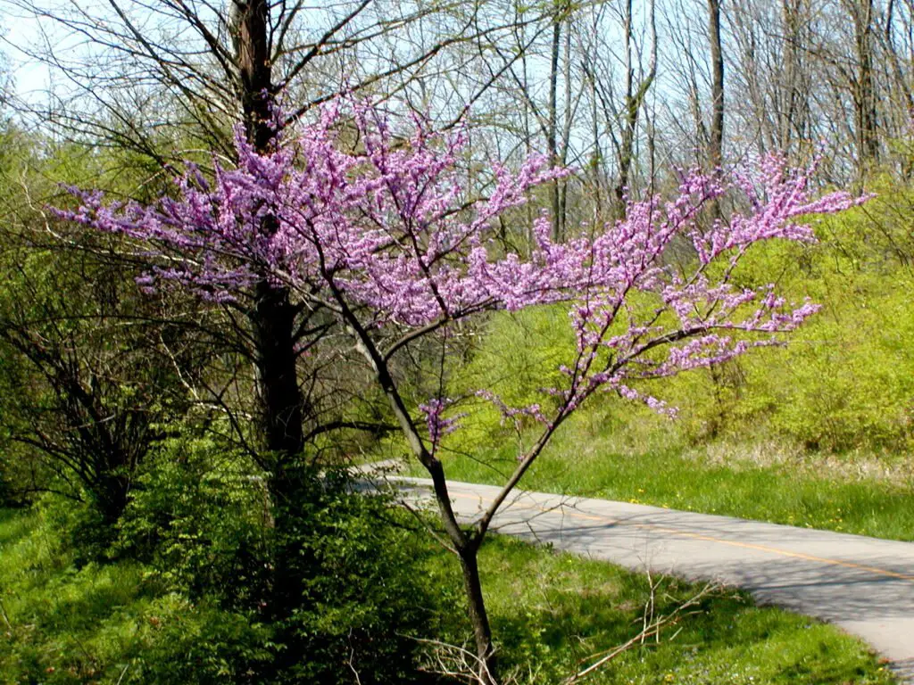 Oklahoma Redbud