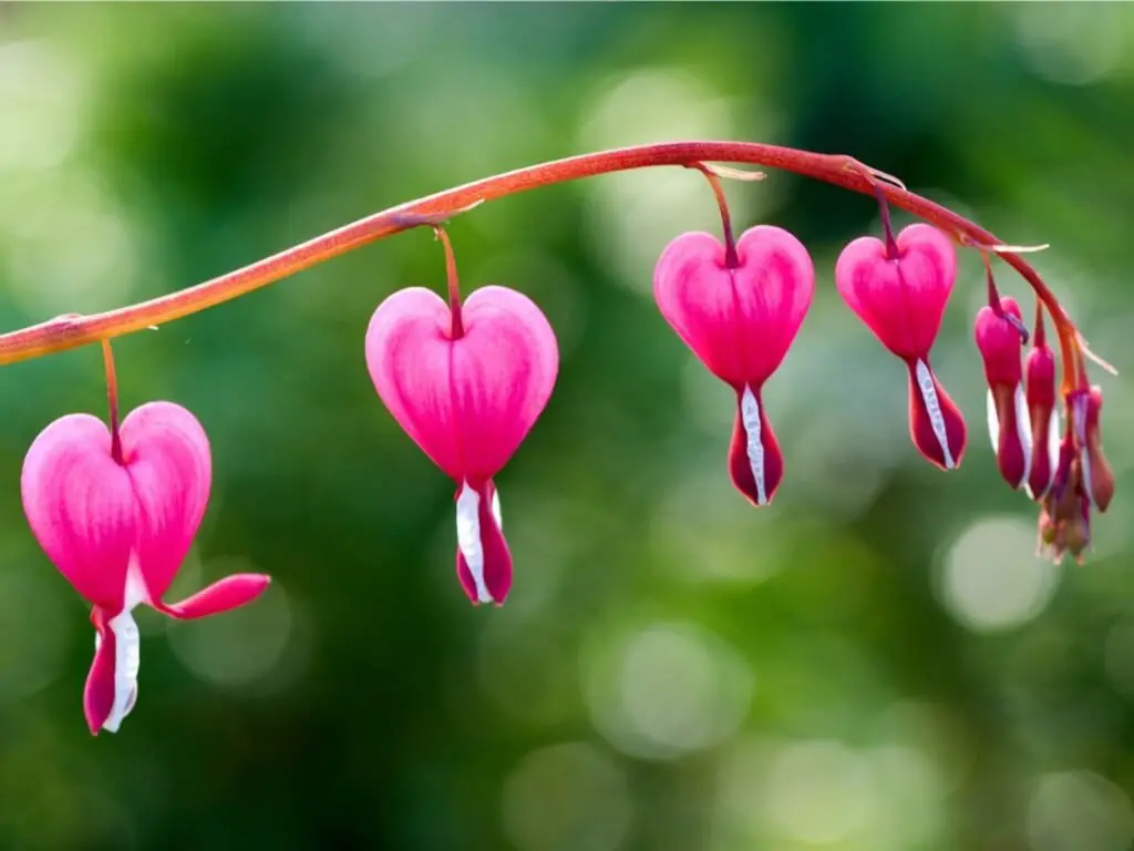 Bleeding Heart (Dicentra spectabilis)