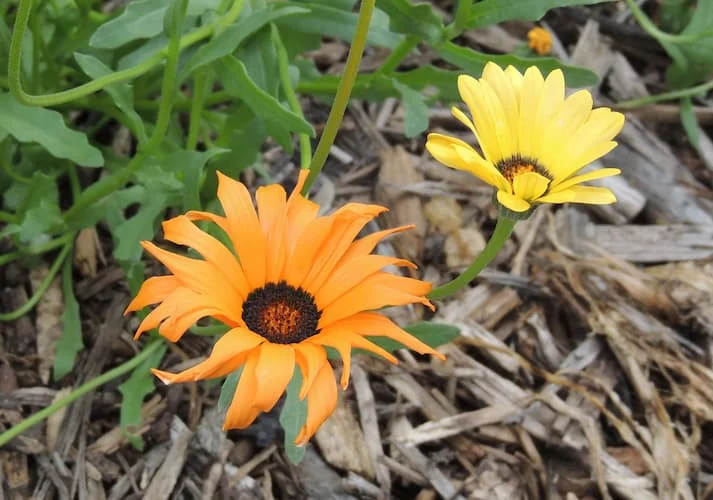 African Daisy (Gazania)