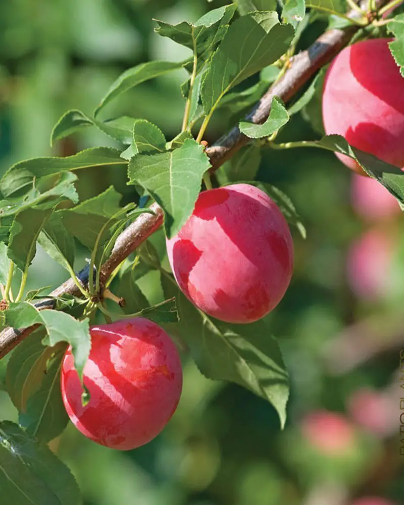 American Red Plum