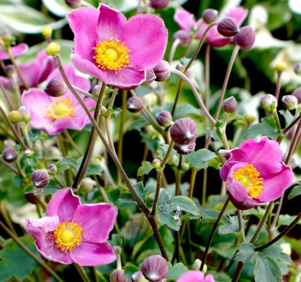 Japanese Anemone (Anemone x hybrida)