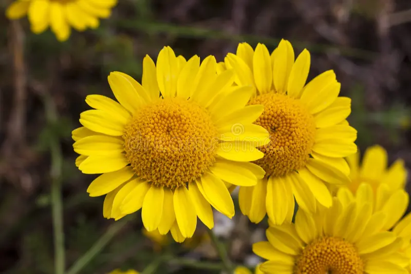 Golden Marguerite