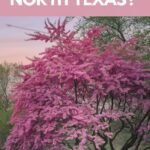 "Design a Pinterest pin for the topic Which Redbud Tree is Best in North Texas? The pin should: Feature a stunning image of a vibrant redbud tree in full bloom, showcasing its beautiful pink or purple flowers against a soft blue sky or lush green background. Add a bold text overlay in large, clear font with the title Which Redbud Tree is Best for North Texas? Use a complementary color palette of pinks, purples, and greens to highlight the natural beauty of the redbud tree.