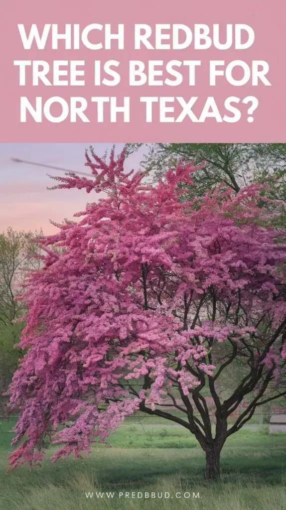 "Design a Pinterest pin for the topic Which Redbud Tree is Best in North Texas? The pin should: Feature a stunning image of a vibrant redbud tree in full bloom, showcasing its beautiful pink or purple flowers against a soft blue sky or lush green background. Add a bold text overlay in large, clear font with the title Which Redbud Tree is Best for North Texas? Use a complementary color palette of pinks, purples, and greens to highlight the natural beauty of the redbud tree.