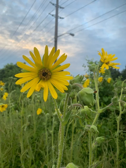 Compass Plant (Silphium laciniatum)