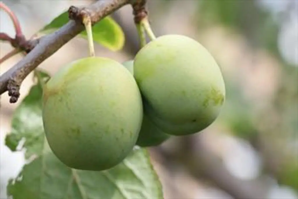 Greengage Plum