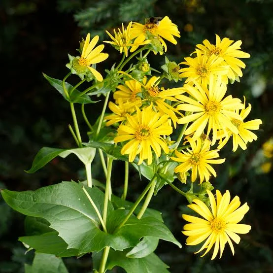 Cup Plant (Silphium perfoliatum)