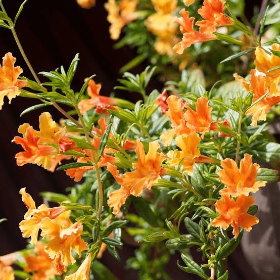 Sticky Monkey Flower