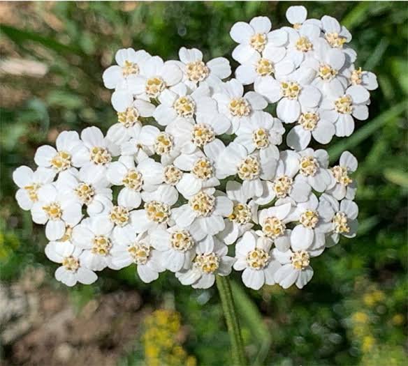 Yarrow