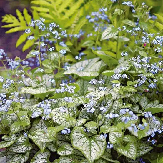 Brunnera