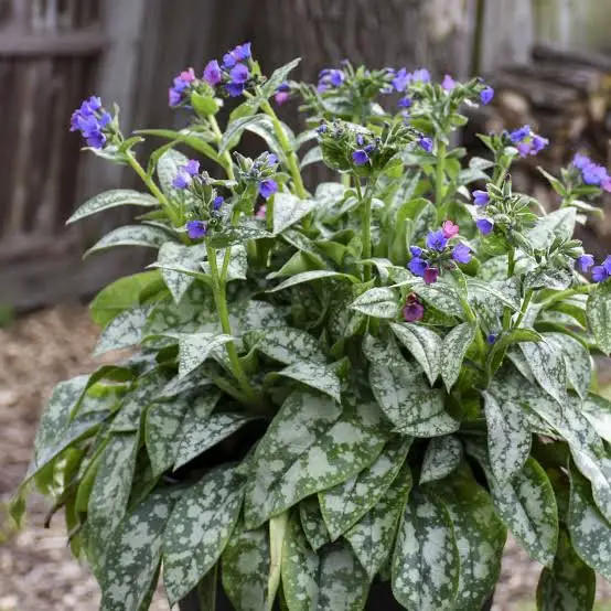 Lungwort (Pulmonaria)