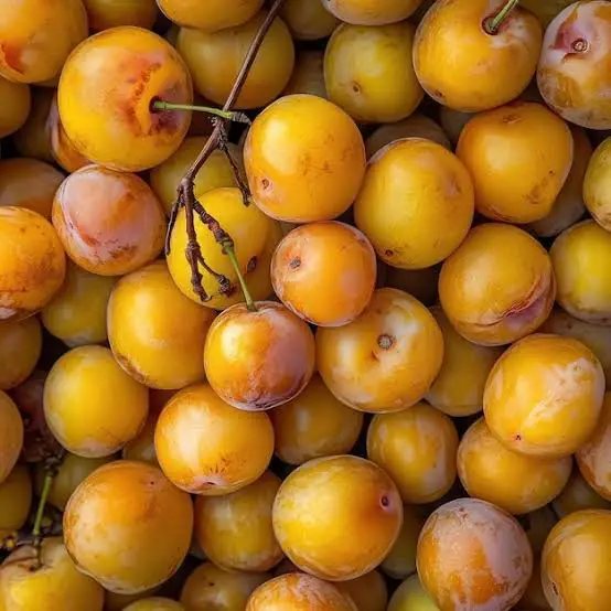 Mirabelle Plum