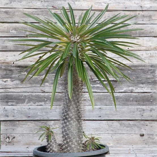 Madagascar Palm