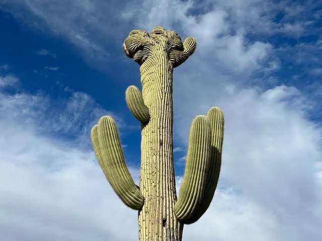 Saguaro