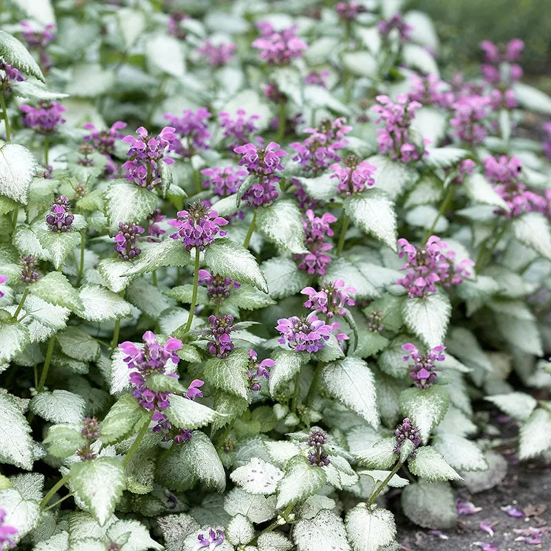 Lamium (Dead Nettle)