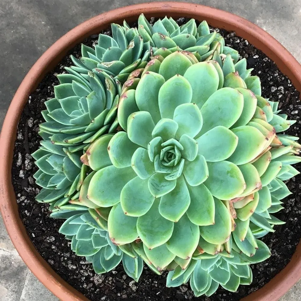 Echeveria 'Blue Atoll'