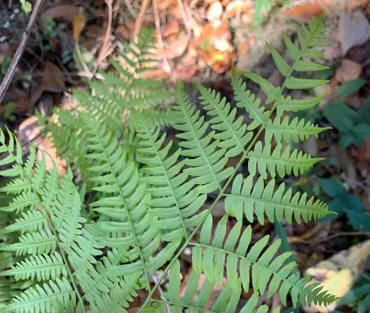 Ferns