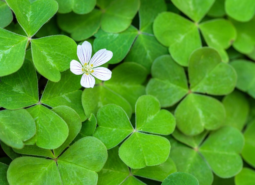 Redwood Sorrel