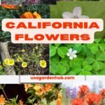 California Flower: A Guide of the best Californian Flowers