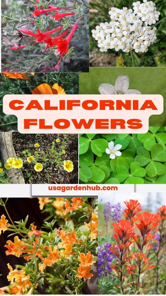 California Flower: A Guide of the best Californian Flowers