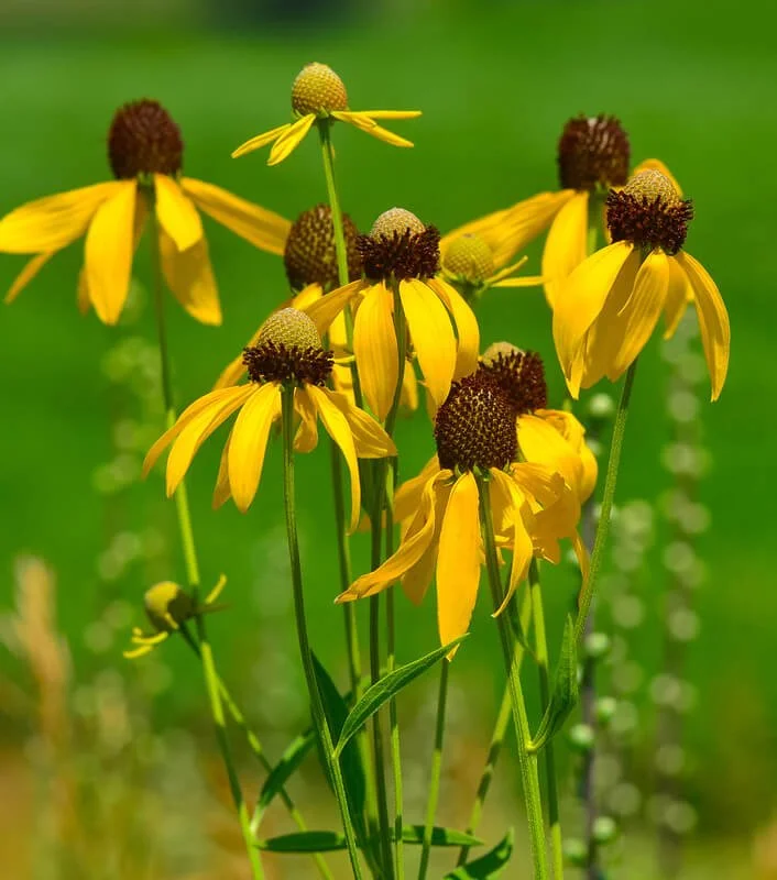 Yellow Coneflower