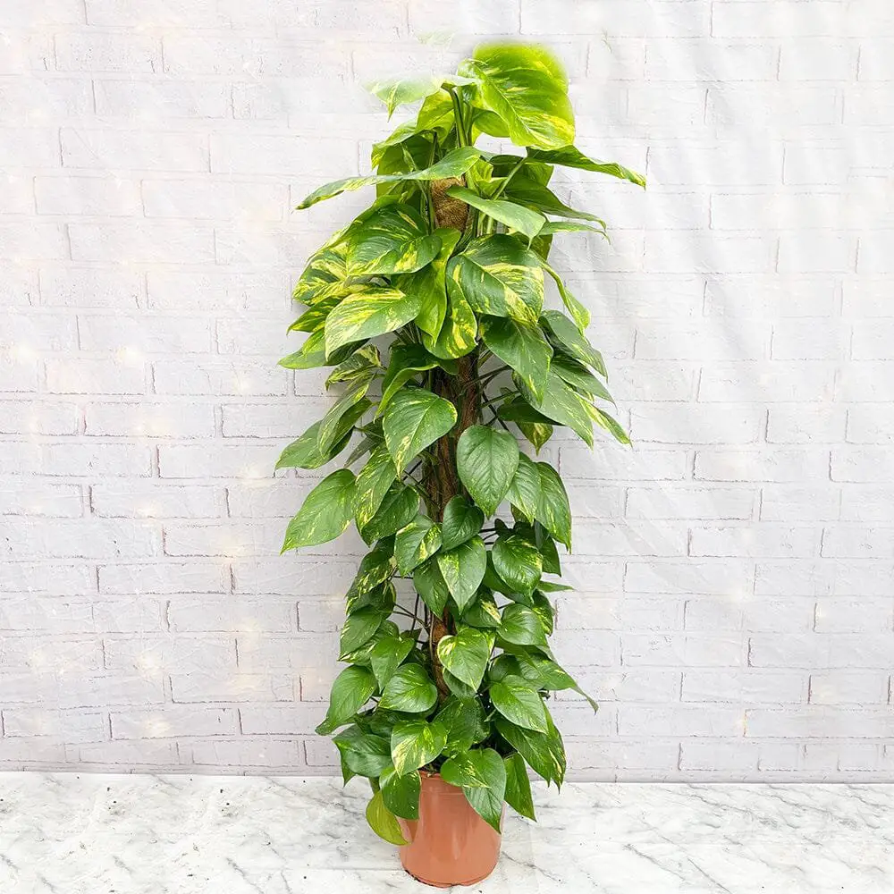 Epipremnum Aureum