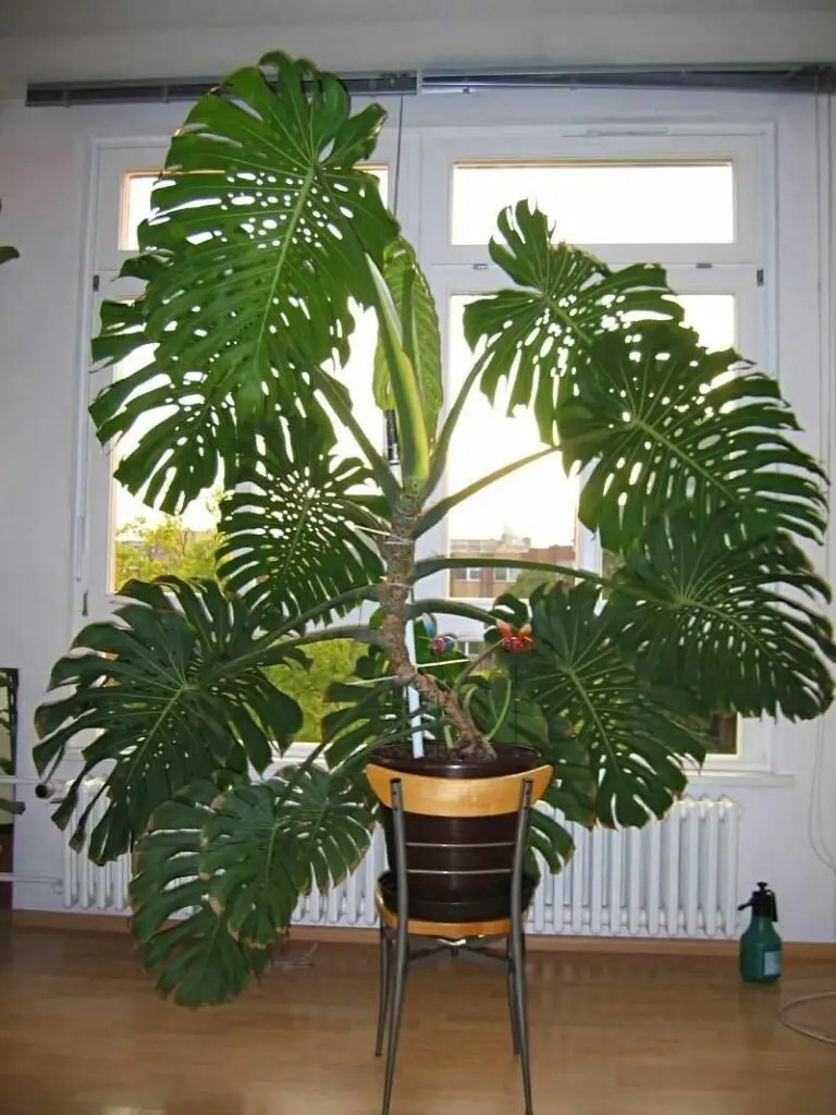 Monstera Deliciosa