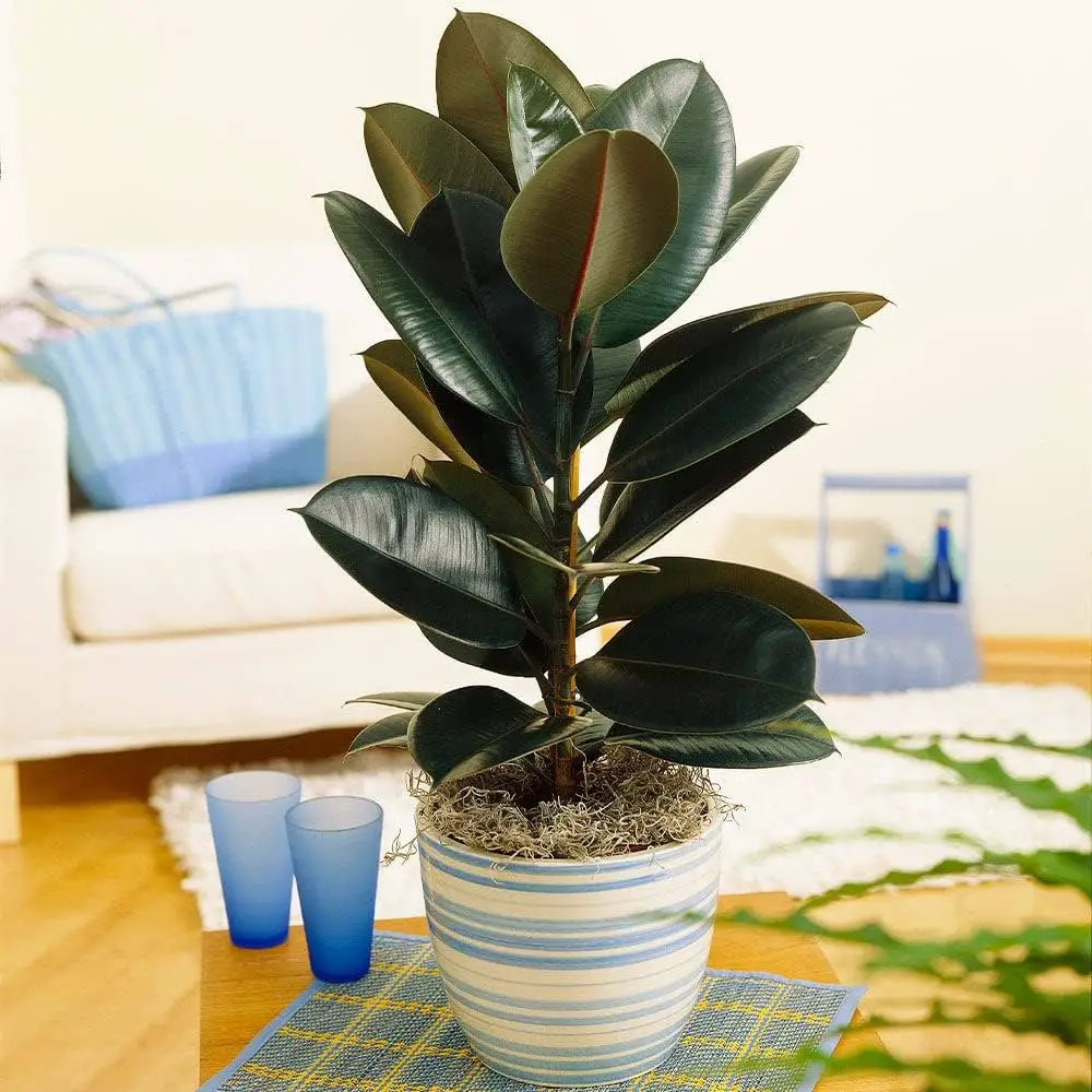 Rubber Plant (Ficus Elastica)