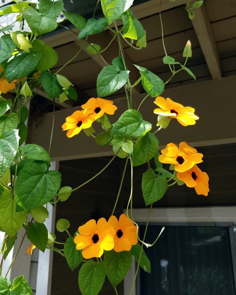 Black-Eyed Susan Vine (Thunbergia alata)