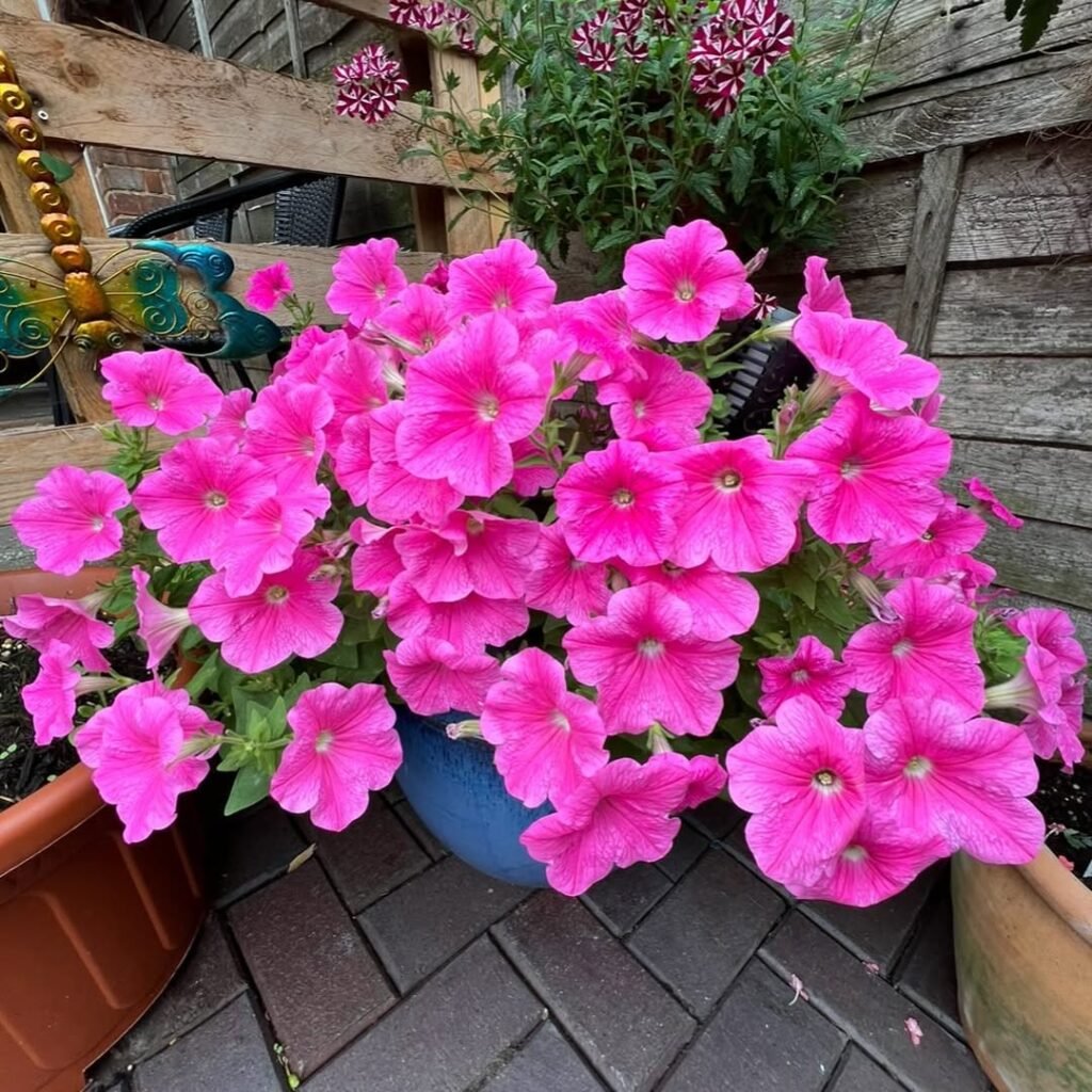 Petunias #petunias #petuniasfinest #petuniasofinstagram #petuniaslovers #instagram #instalove #instadaily #flowerphotography #flowerlovers #flowergarden #floweroftheday #instaplants #greenfingers #plantlover #plant