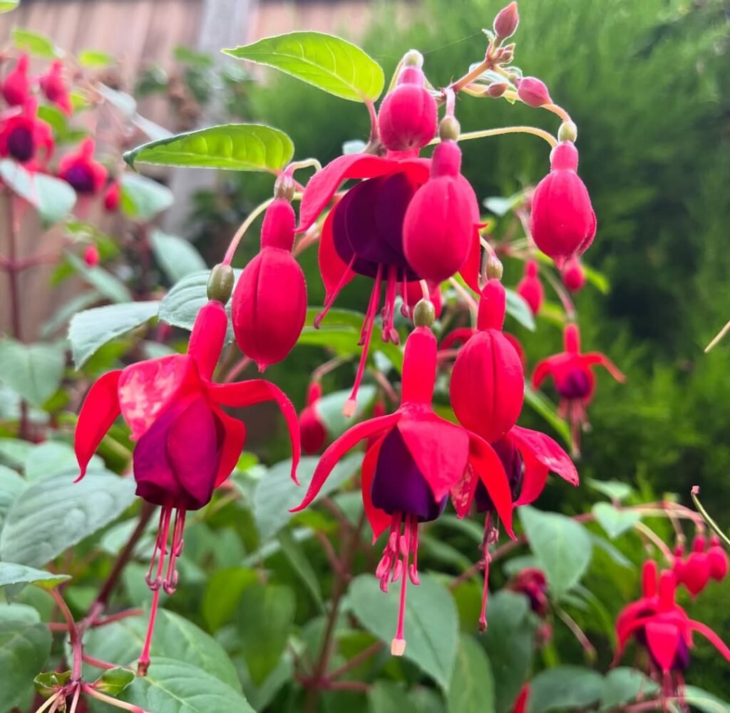 Pleasantly surprised to find beautiful fuchsias in our garden this summer! 😍❤️
.
.
.
.
.
#fuchsias #fuchsiaflowers #bleedingheartflower #summergarden