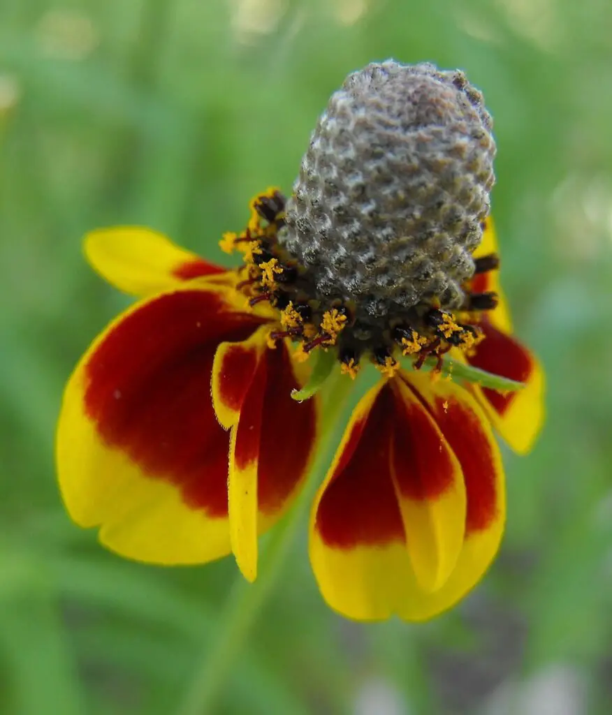 Design a Pinterest pin for an article titled 'What You Should Know About Red Mexican Hat.' The background should feature a vibrant and natural landscape with blooming Red Mexican Hat flowers (Ratibida columnifera) showcasing their unique sombrero-like red and yellow petals. Use bold and elegant fonts for the title, positioned at the top center. Add highlights in small text boxes or icons:

'Growing Conditions Made Simple'
'Attracts Pollinators Naturally'
'Low Maintenance & Drought-Tolerant.'
Incorporate subtle decorative elements like a sun icon or a soft gradient to enhance visual appeal. At the bottom, include a call-to-action: 'Learn More About This Stunning Wildflower!' in a button-style format. Ensure the pin is vertical (1000x1500 px) and uses earthy, cheerful colors to match the plant's natural beauty.