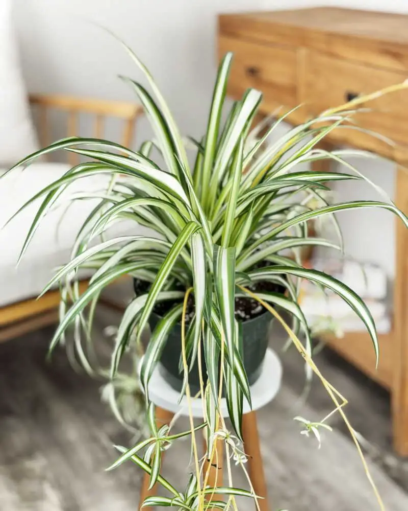 Spider Plant