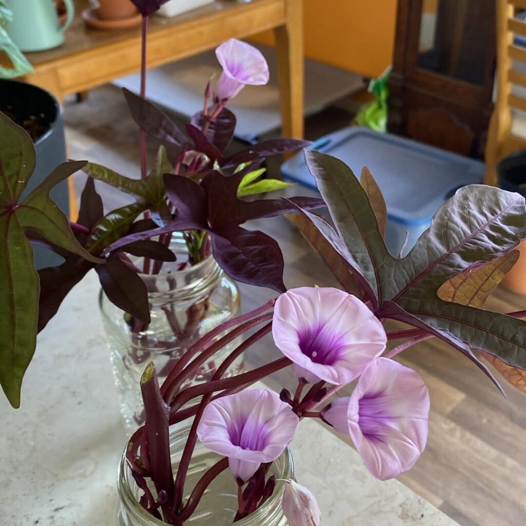 Sweet Potato Vine (Ipomoea batatas)