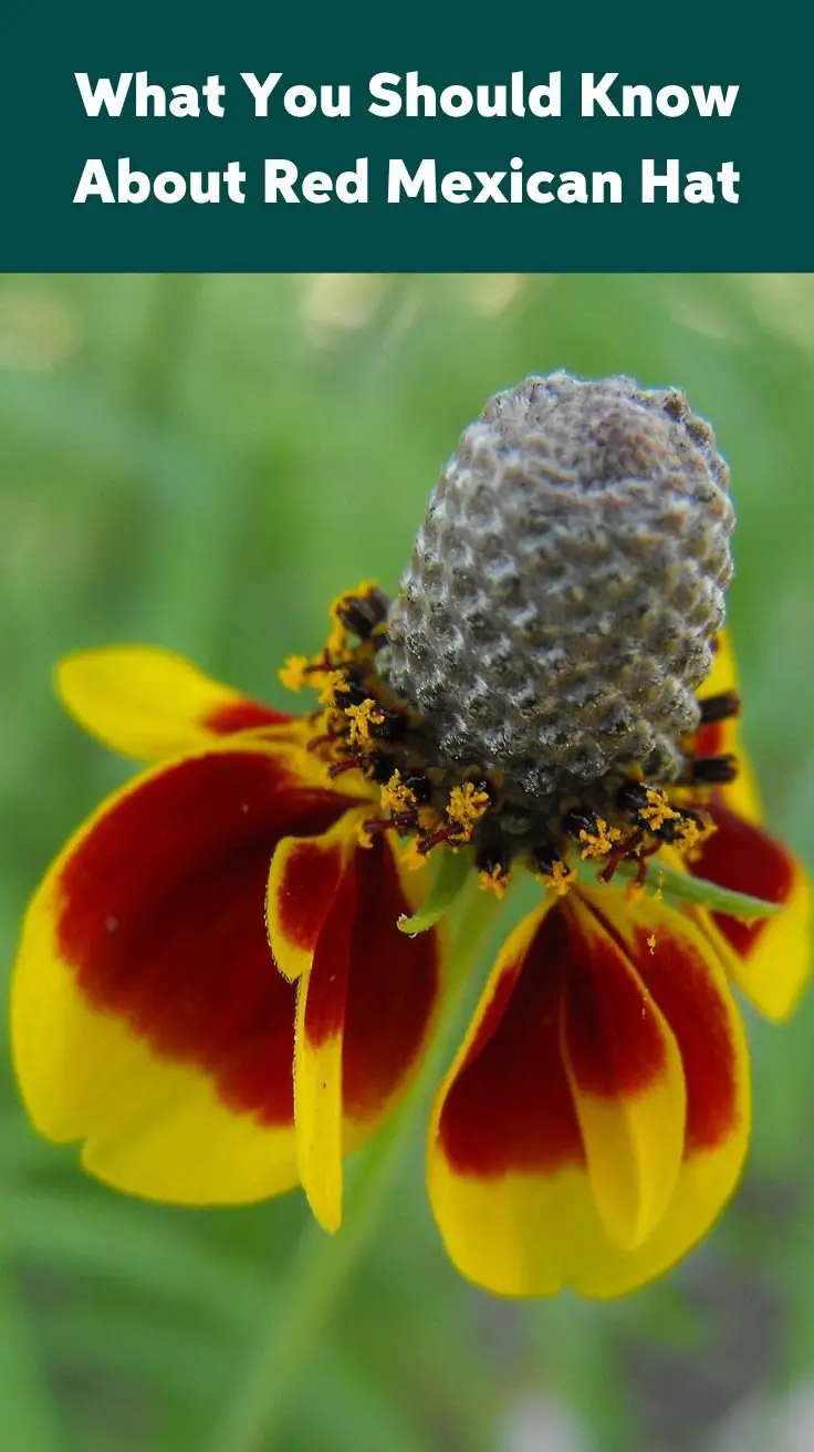 What You Should Know About Red Mexican Hat