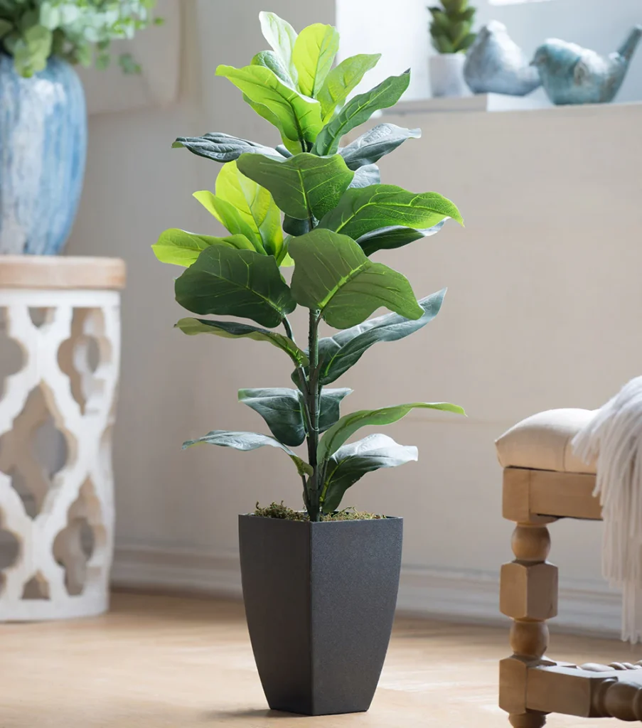 Fiddle Leaf Fig