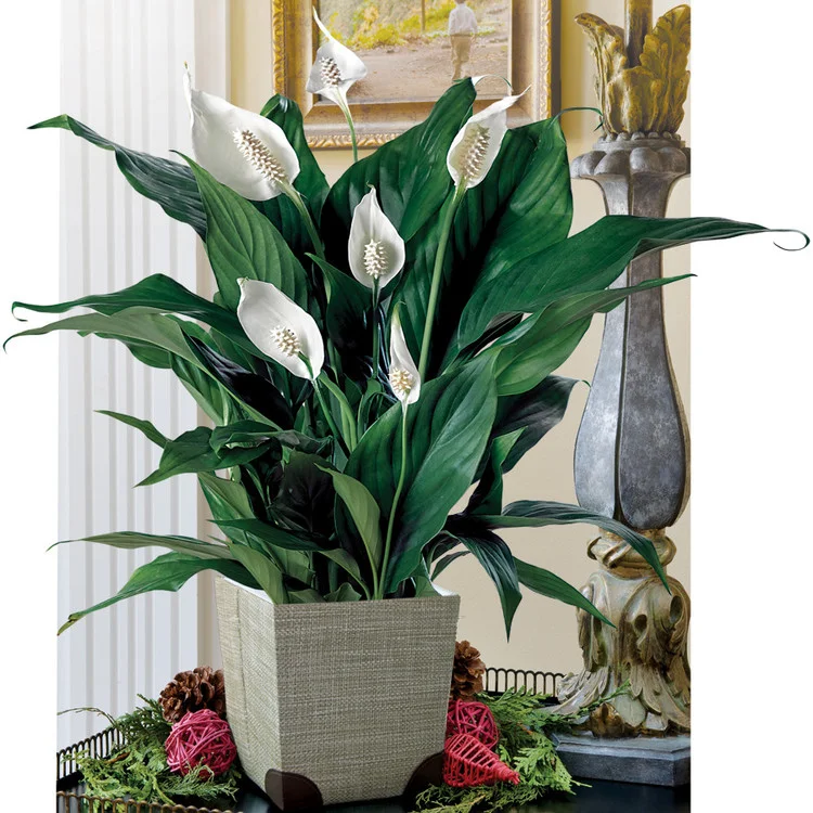 Peace Lily (Spathiphyllum)