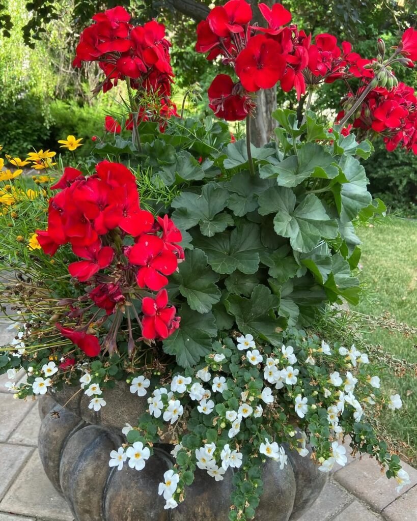 #redgeranium #geranium #geraniums