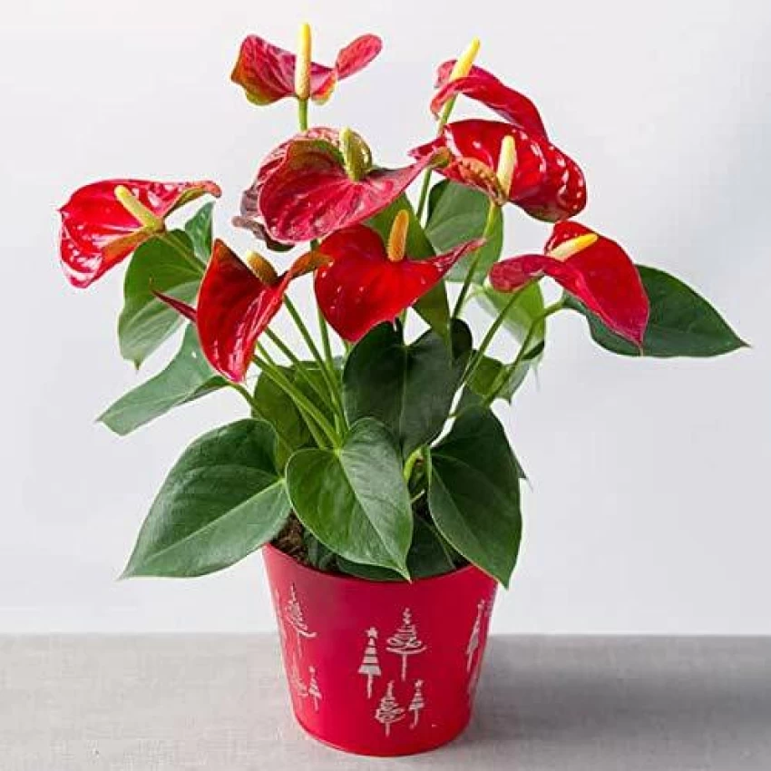 Anthurium