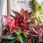 10 Best Colorful Indoor Plants (That Won’t Die on Your Watch)