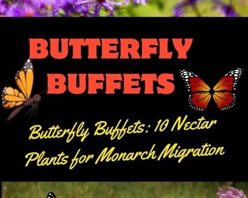 Butterfly Buffets: 10 Nectar Plants for Monarch Migration