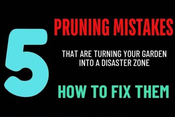 5 Pruning Errors That Are Turning Your Garden Into a Disaster Zone