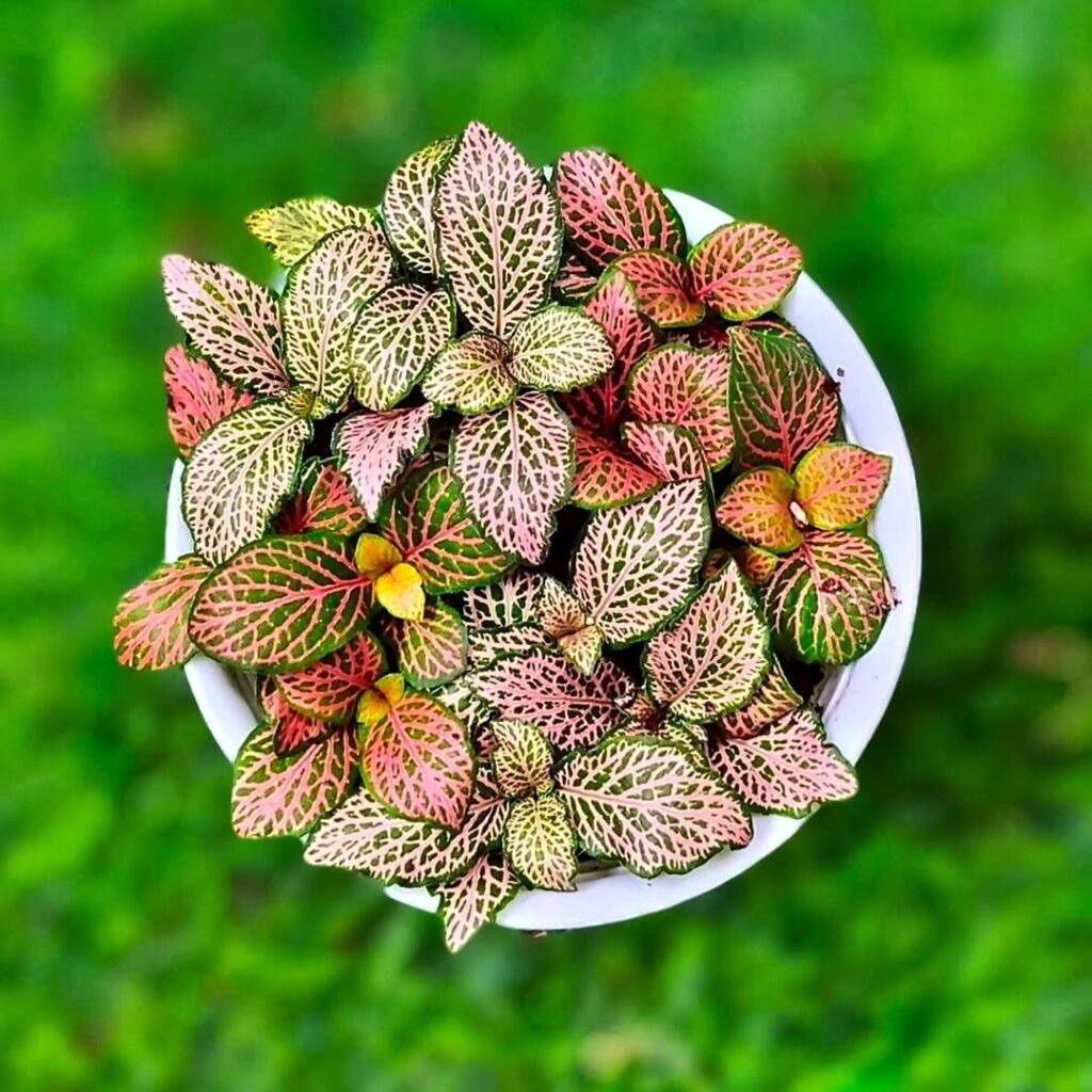 Nerve Plant (Fittonia)