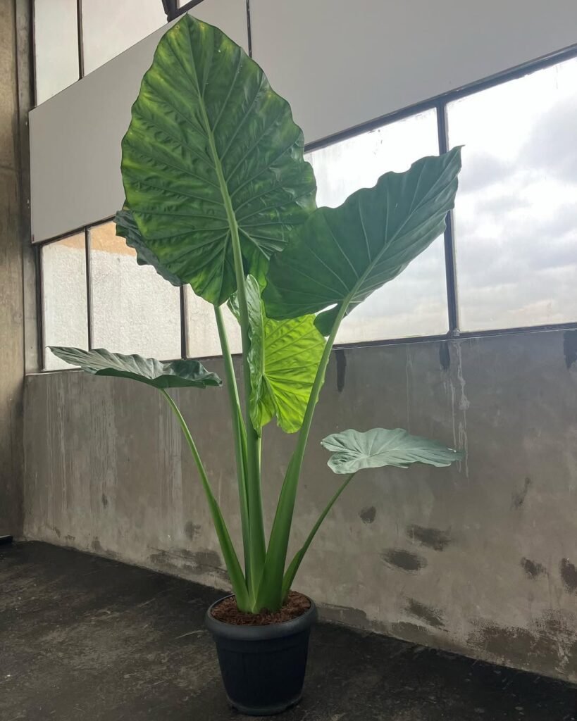 Alocasia Macrorrhiza